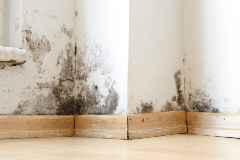 homeowners insurance mold removal